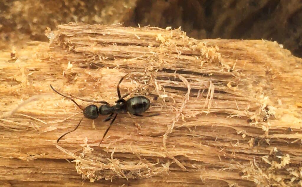 carpenter ant foundation pest control memphis