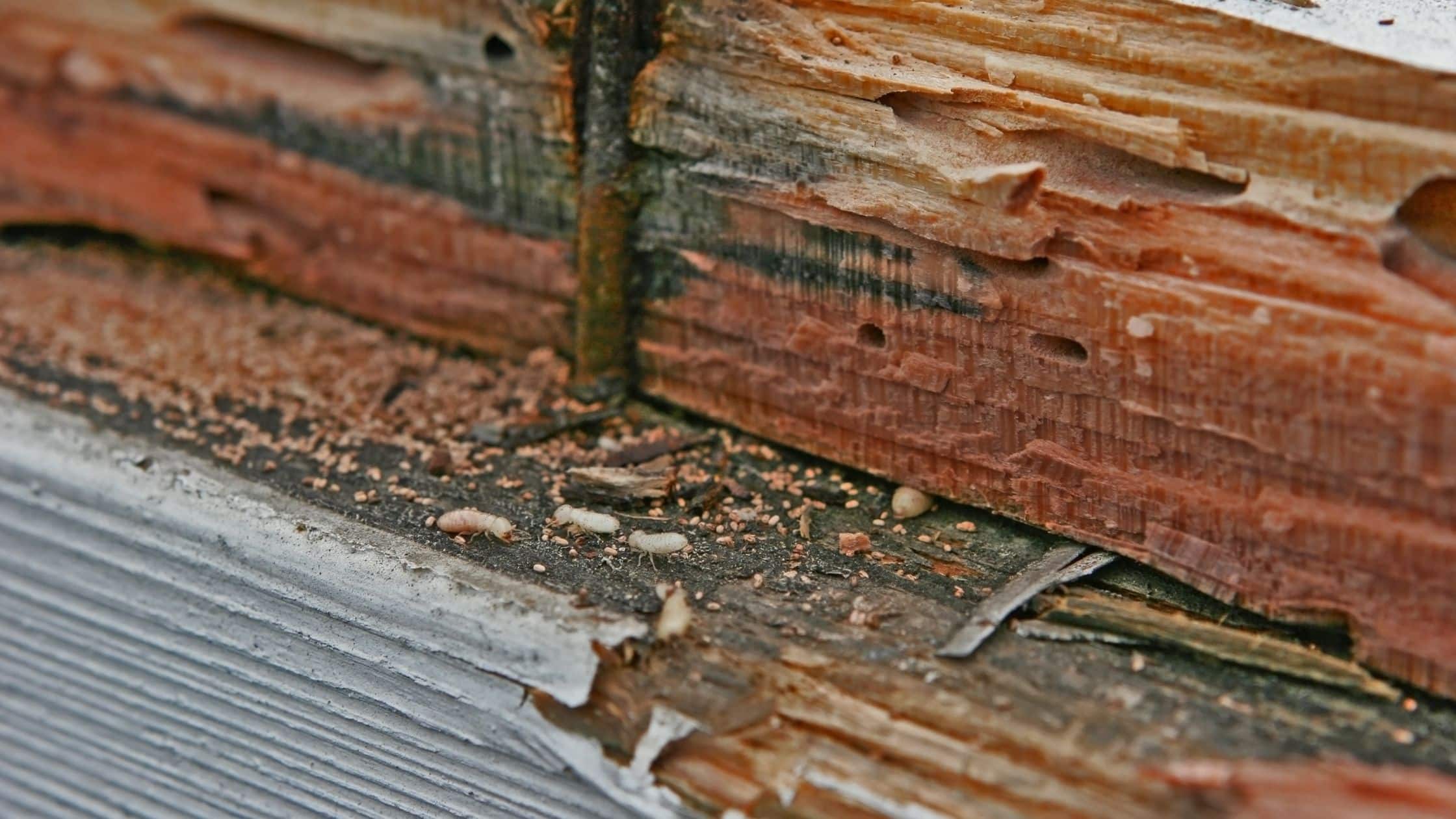 Termite Service and Treatment image