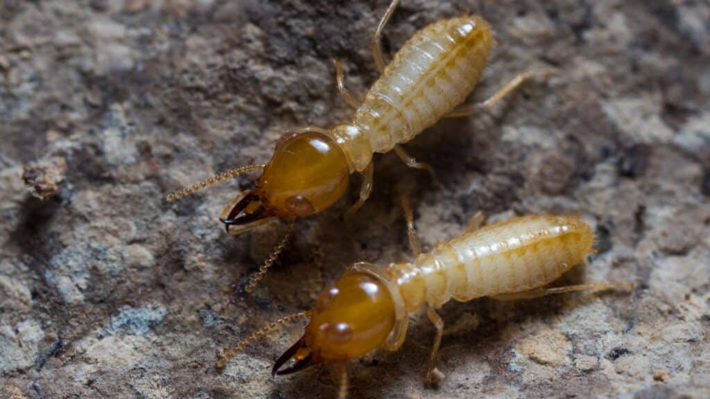 Termite Treatment Memphis