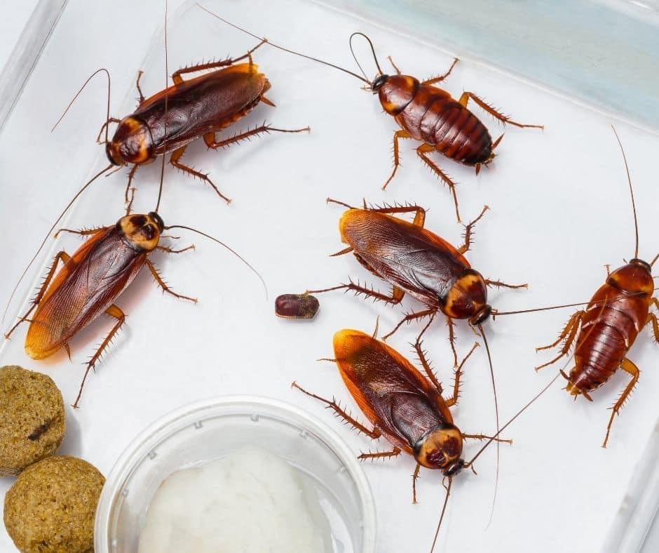 Featured image for “7 Surprising Reasons Why Cockroaches Suddenly Appear”