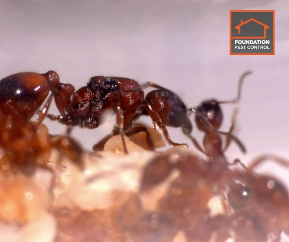 Featured image for “Fire Ant Treatment”