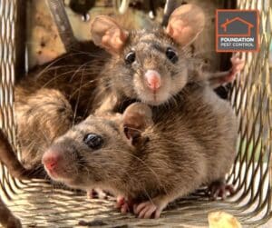 foundation pest control roof rats in the attic