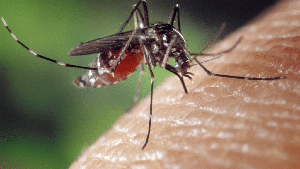 Mosquito Control