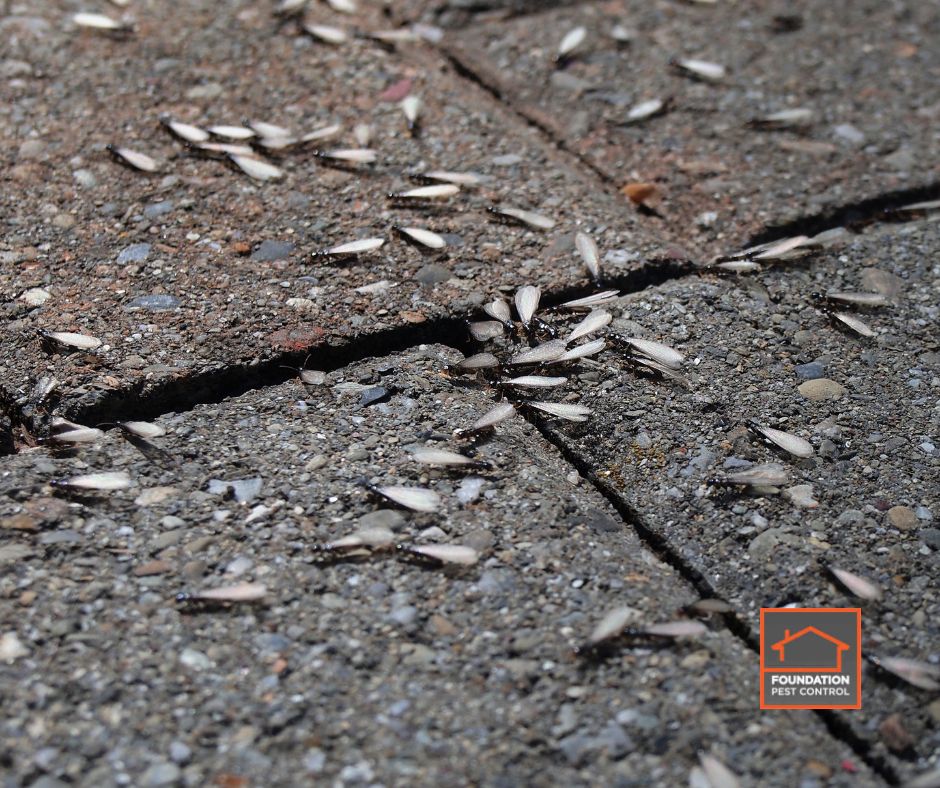 Featured image for “Top 5 Termite Swarm Warning Signs in Memphis & How to Stop It Fast”